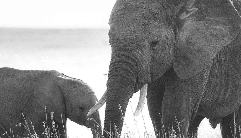 Jouw gids voor veganistische en dierproefvrije schoonheid