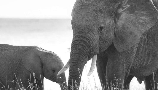 Jouw gids voor veganistische en dierproefvrije schoonheid